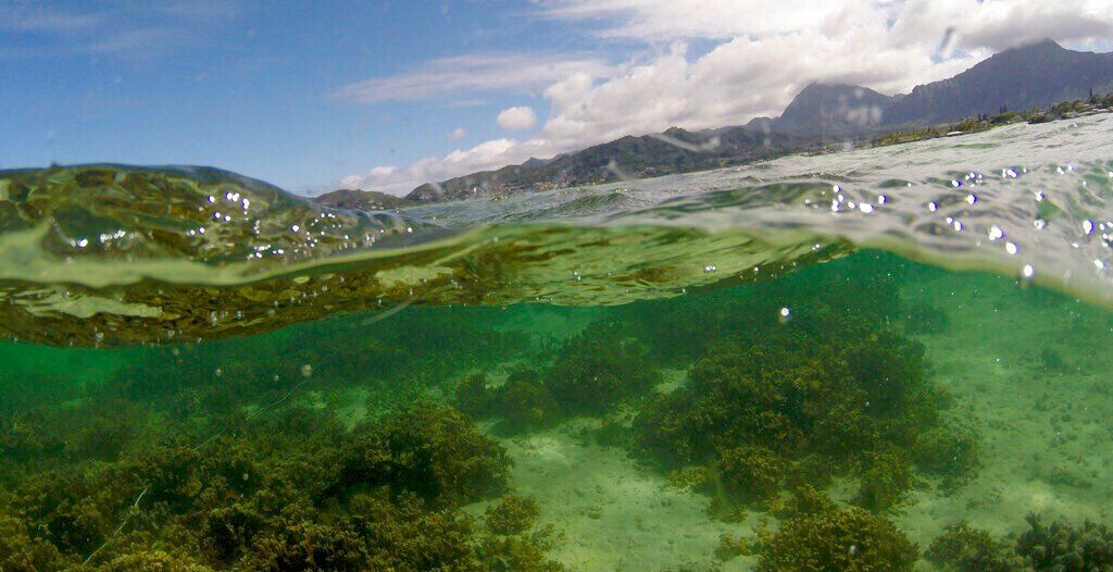 Climate-Super Coral Evolution